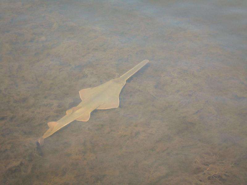 Some endangered sawfishes are having babies, no sex required