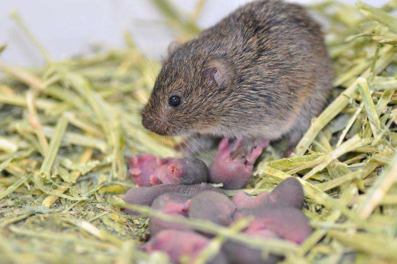Some prairie vole brains are better wired for sexual fidelity