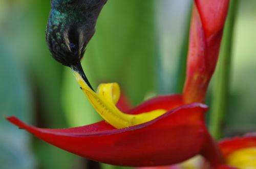 Some tropical plants pick the best hummingbirds to pollinate flowers