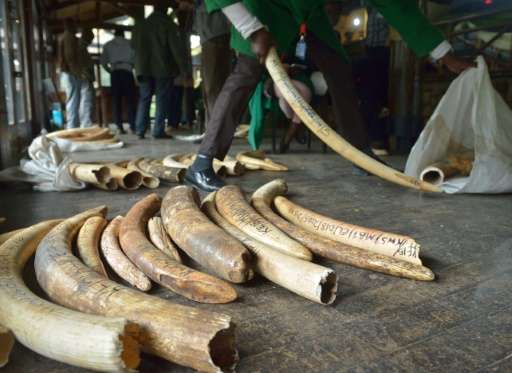 Staff members of the Kenya Wildlife Services do the inventory of illegal elephant ivory stockpiles in Nairobi on July 21, 2015