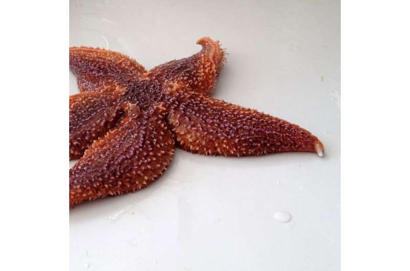 Starfish have a surprising talent for squeezing foreign bodies out through the skin