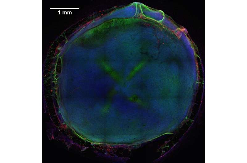 Stem cell-derived 'organoids' help predict neural toxicity