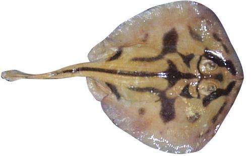Stingrays found to reproduce differently depending on geographical location