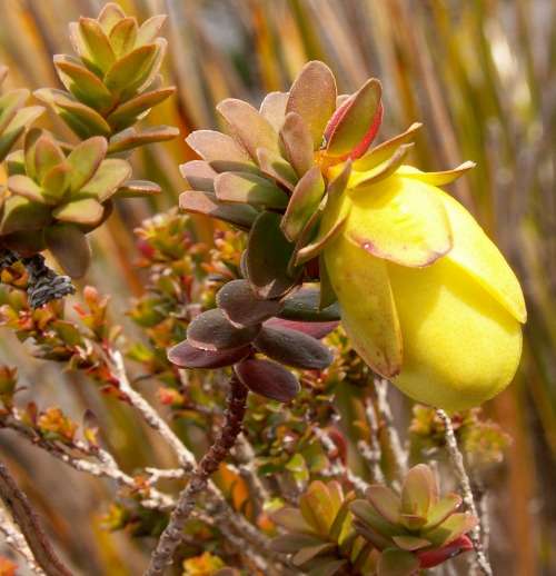 Stirling Range flora nears extinction