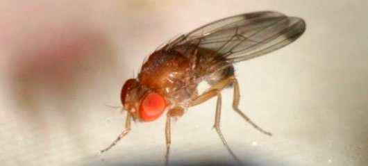 Stop fruit flies by removing rotten fruit