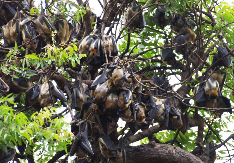 Straw-colored fruit bats: Ecosystem service providers and record-breaking flyers