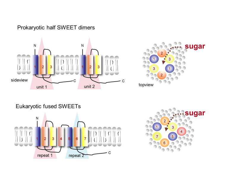 Structure revealed: Plant sugar transporter involved in carbon sequestration
