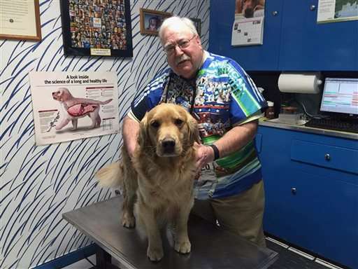 Study aims to uncover why cancer plagues golden retrievers
