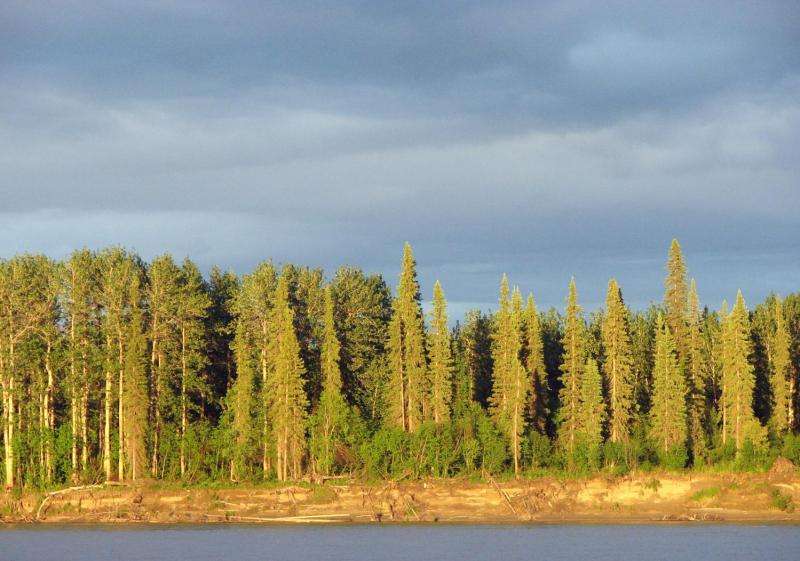 Study: changing climate prompts boreal forest shift