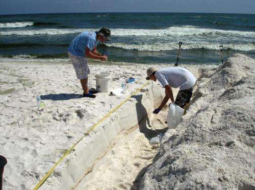 Study details impact of Deepwater Horizon oil on beach microbial communities