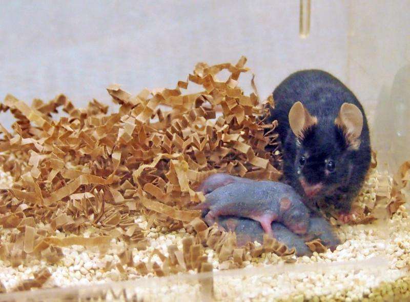 Study finds males may contribute to offspring's mental development before pregnancy