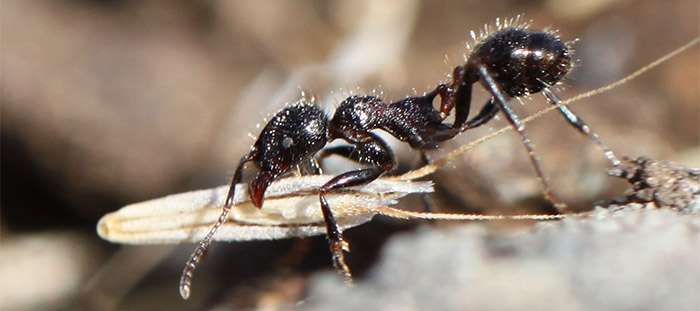Study finds more tunnels in ant nests means more food for colony