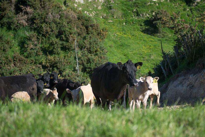 Study highlights 'true cost' of dairying