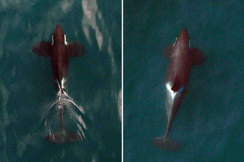Studying killer whales with an unmanned aerial vehicle