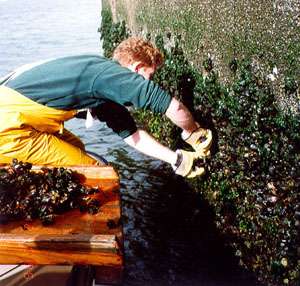 Study shows oysters, mussels have low levels of disease, parasites
