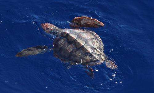 Surprise discovery off California exposes loggerhead 'lost years'