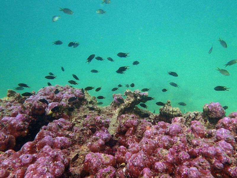 Surviving harsh environments becomes a death-trap for specialist corals