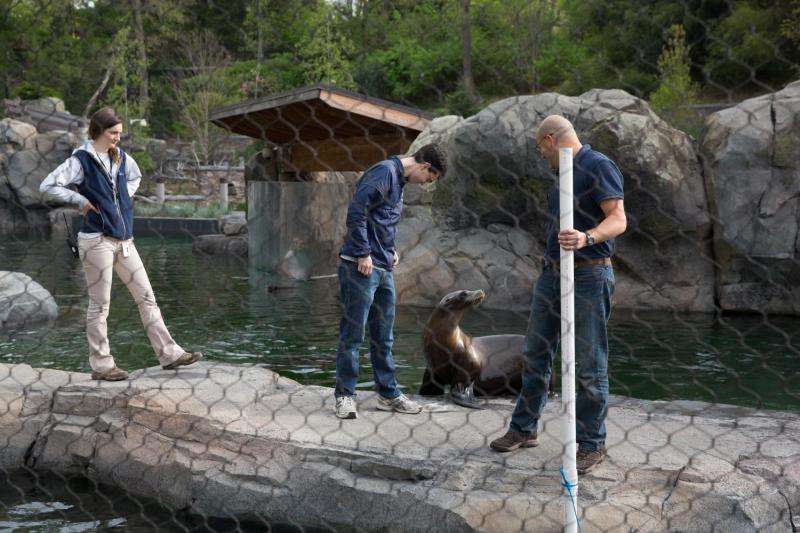 Swimming without a trace -- Building a machine to mimic what sea lions naturally do