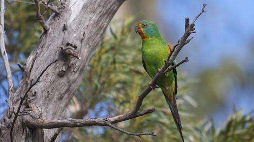 Tasmania's swift parrot now facing population collapse