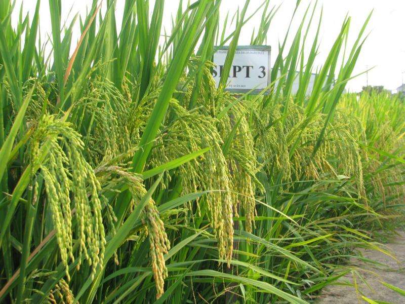 TGAC leads development to diminish threat to Vietnam's most important crop