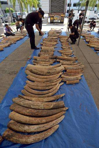 Thai customs officers inspect confiscated elephant tusks during a press conference at the Customs Bureau in Bangkok on April 27,
