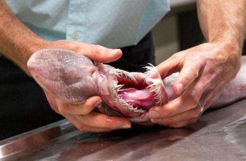 The Australian Museum shows off a goblin shark, a rare sea creature described as an &quot;alien of the deep&quot;