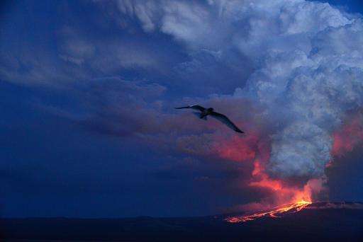 The eruption of the volcano Wolf on Isabela Island, Galapagos on May 25, 2015