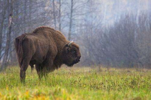 The european bison did not dwell in the forest