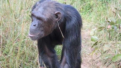 The interaction between culture and nature in behaviour of chimpanzees