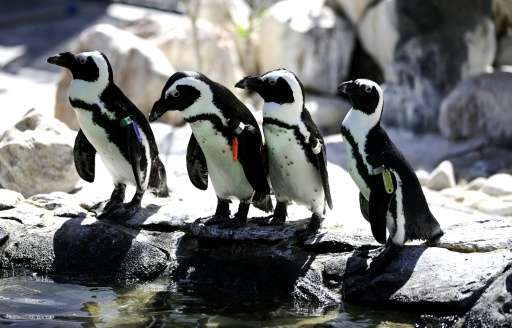 The number of breeding pairs of African penguins has dropped by 90 percent at South African colonies north of Cape Town, from ab