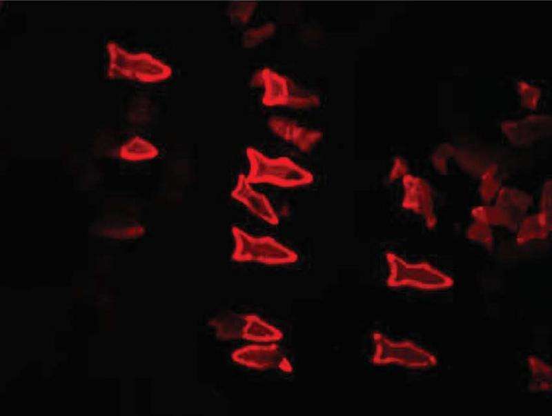 These microscopic fish are 3-D-printed to do more than swim