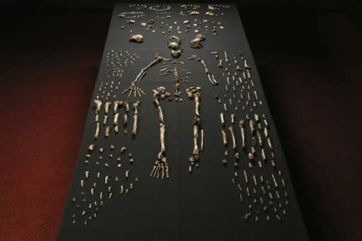 The skeleton of Homo naledi pictured in the Wits bone vault at the Evolutionary Studies Institute at the University of the Witwa