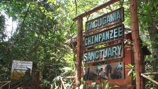 The Tacugama Chimpanzee Sanctuary was set up to rescue chimpanzees whose families had been stolen for the pet trade or wiped out