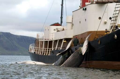 The tails of two 35-tonne fin whales are bound to a Hvalur boat off the coast of Hvalfjsrour, Iceland on June 19, 2009