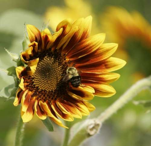 The white house wants your help to stop the decline in pollinators