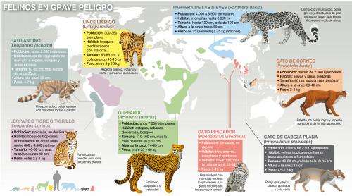 Threatened felids are understudied by researchers, according to report