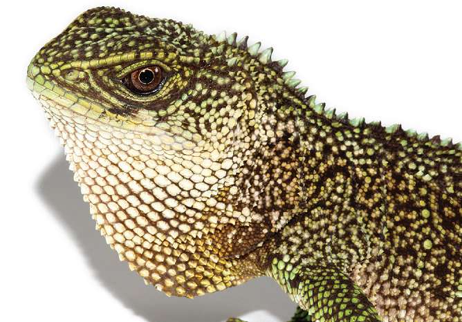 Three new species of 'mini-Godzilla' found in Andes