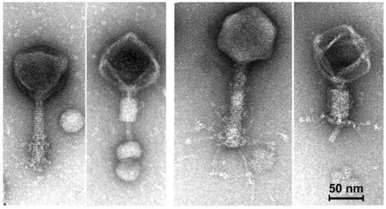 Three ways viruses have changed science for the better