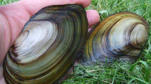 Three-year study yields comprehensive insights into large bivalves