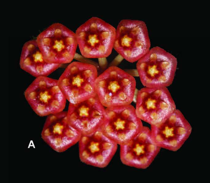 Thriving in the tropics of Borneo: 2 new Hoya species on the third largest island