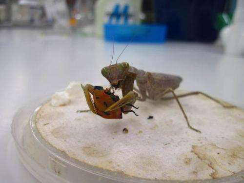 To avoid mantids, stinkbugs evolved to hide in plain sight