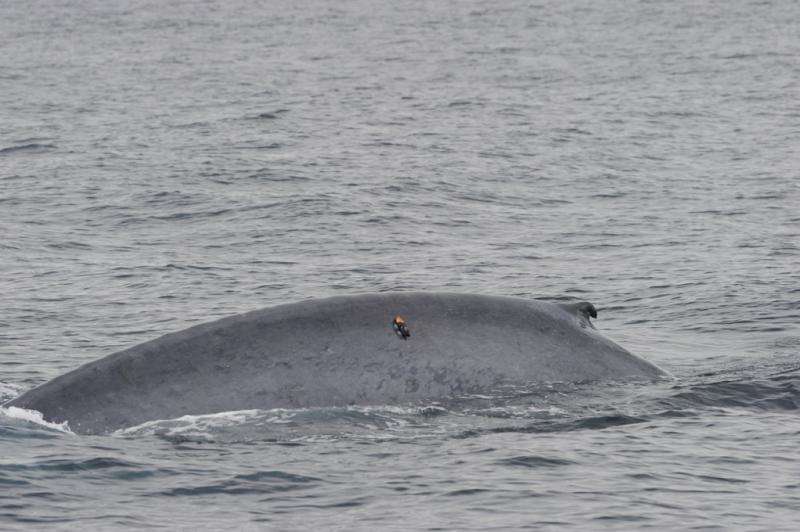 To breathe or to eat: Blue whales forage efficiently to maintain massive body size
