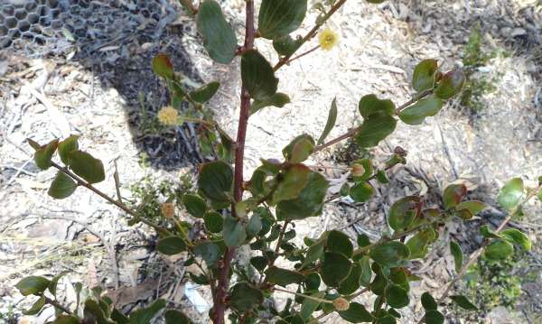 Translocation efforts breathe life into rare acacias