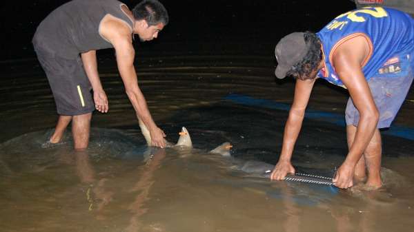 “Trap and haul” program suggested to save endangered sawfish