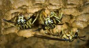 Tropical wasps attack intruders with unfamiliar faces