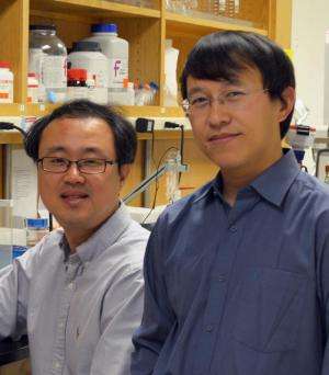 TSRI scientists find clues to cancer drug failure