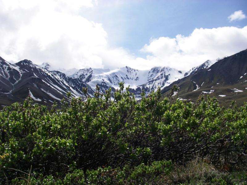 Tundra study uncovers impact of climate warming in the Arctic