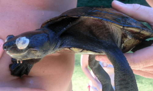 Turtle extinction event bodes ill for our waterways