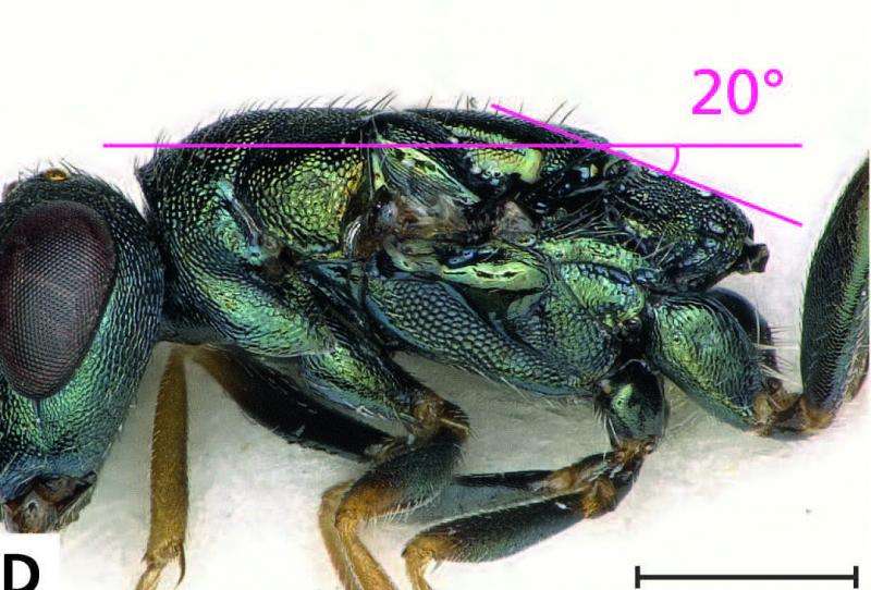 Twisted wasps: Two new unique parasitoid wasp species sting the heart of Europe