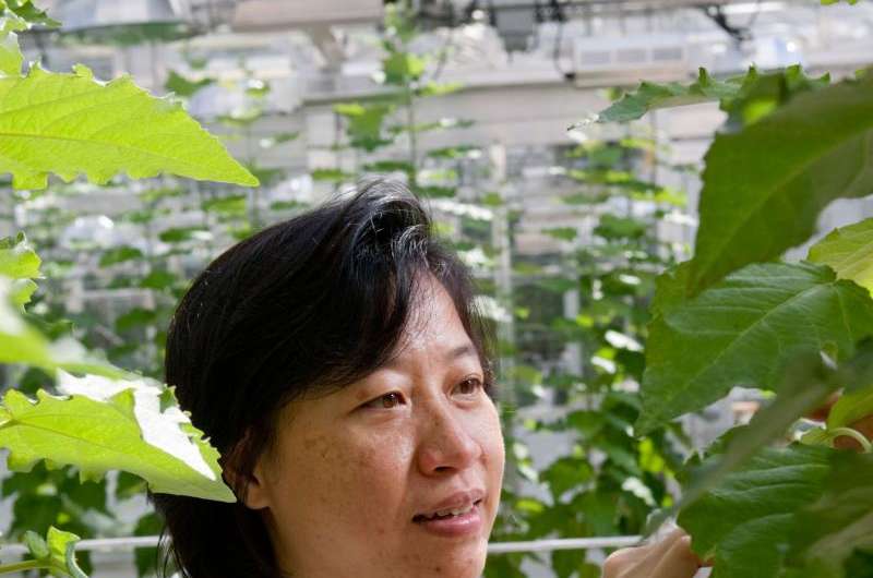 UGA researchers edit plant DNA using mechanism evolved in bacteria